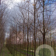 Ptelea trifoliata 12-14 HO draadkluit