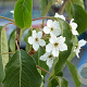 Pyrus betulifolia 10-12 HO draadkluit