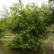 Quercus acutissima 350-400 cm draadkluit meerstammig op aanvraag