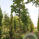Quercus dent. 'Sir Harold Hillier' 400-450 cm draadkluit solitair