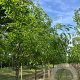 Quercus imbricaria 12-14 HO draadkluit