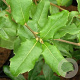 Quercus phillyreoides 14-16 HO draadkluit