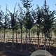 Quercus pubescens 12-14 HO draadkluit