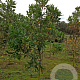 Quercus turneri 'Pseudoturneri' 12-14 HO draadkluit geveerd