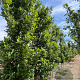 Quercus warei 'Long' 16-18 HO draadkluit geveerd
