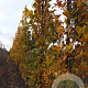 Quercus warei 'Long' 16-18 HO draadkluit geveerd