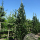 Quercus warei Regal Prince 8-10 HO draadkluit geveerd