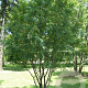 Sorbus hupehensis 12-14 HO draadkluit