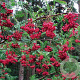 Sorbus pseudovilmorinii 12-14 HO draadkluit