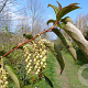 Stachyurus himalaicus 175-200 cm draadkluit struik op Stam
