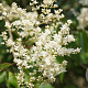 Syringa pekin. 'Pendula' 350-400 cm draadkluit struik 140-160 diameter