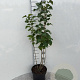 Syringa vulgaris 40-60 cm 5,0L
