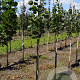 Tilia kiusiana 6-8 HO draadkluit