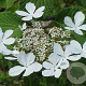 Viburnum furcatum 80-100 cm met kluit