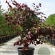 Cercis can. 'Forest Pansy' 175-200 cm container meerstammig