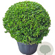 Ilex crenata Dark Green 70 cm cont. 55L bol