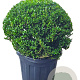 Ilex crenata Dark Green 70 cm cont. 55L bol