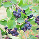 Amelanchier aln. 'Martin' 60-80 cm P15