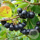 Aronia mitschurinii 'Amit' 60-80 cm 3,0L