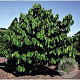 Asimina triloba 'Overlese' 80-100 cm 5,0L