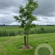 Carya illinoin. 'Western Schley' 175-200 cm 10L