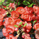 Chaenomeles spec. 'Friesdorfer' 30-40 cm 5,0L struik