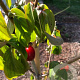 Cornus mas 'Florianka' 50-60 cm 5,0L