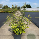 Elaeagnus ebbingei 60-80 cm 10L