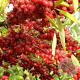 Elaeagnus umbell. 'Sweet 'n' Tart' 60-80 cm 5,0L