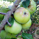 Malus d. 'Sampion' 125-150 cm 10L