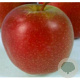 Malus d. 'Summerred' 175-200 cm 10L