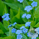 Omphalodes verna GM P9