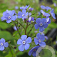 Omphalodes verna GM P9