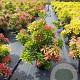 Pieris jap. 'Mountain Fire' 40-50 cm 10L