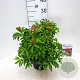 Pieris jap. 'Red Mill' 25-30 cm 3,5L
