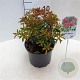 Pieris jap. 'Red Mill' 25-30 cm 3,5L