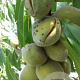 Prunus d. 'Ferragnes' 125-150 cm 5,0L