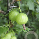 Ribes divaricatum GM C1.5