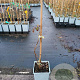 Rubus 'Buckingham Tayberry' 20-30 cm P15