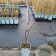 Rubus 'Dorman Red' 50-60 cm C1.5