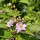 Rubus frut. 'Triple Crown' 40-50 cm C1.5