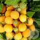 Rubus idaeus Twotimer Sugana Yellow GM C1.5