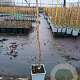 Rubus idaeus 'Tummelberry' 50-60 cm C1.5