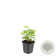 Alchemilla mollis GM P9
