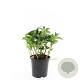 Pachysandra terminalis GM C1.3
