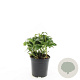 Pachysandra term. 'Green Carpet' GM C1.3