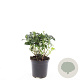 Pachysandra term. 'Green Sheen' GM C1.3