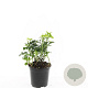 Pachysandra term. 'Green Sheen' GM C1.3