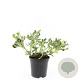 Pachysandra term. 'Variegata' GM C1.3