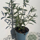 Buddleja d. 'Black Knight' GM 2,0L